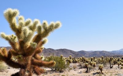 Joshua Tree