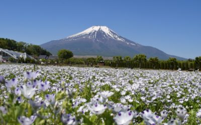 Fuji Five Lakes