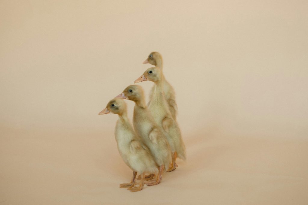 Cute ducklings lined up in a studio, showcasing their fluffy charm.