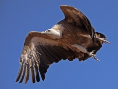 Gåsgam (Gyps fulvus, Eur. Griffon Vulture) Bird show, Gran Canaria, Spain.