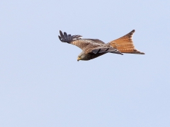 Röd glada (Milvus milvus, Red Kite) Vanneberga, Åhus, Sk.