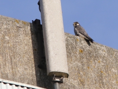 Pilgrimsfalk (Falco peregrinus, Peregrine Falcon) Åhus, Sk.