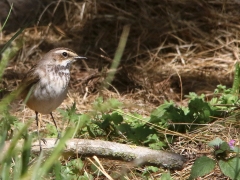 Blåhake, ungfågel (Luscinia svecia, Bluethroat). Fyrträgården, Ottenby, Öl.