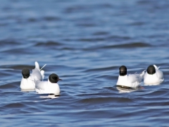 Dvärgmås (Hydrocoloeus minutus, Little Gull) S. Bergundasjön, Växjö, Sm.