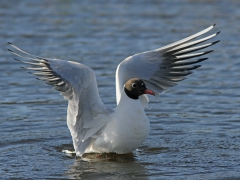 Skrattmås (Croicocephalus ridibundus, Black-headed Gull) Hornborgasjön, Vg.