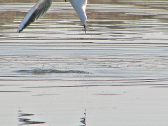 Långnäbbad mås (Chroicocephalus genei, Slenderbilled Gull) Spain.