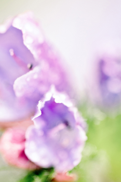 Flower Wisdom