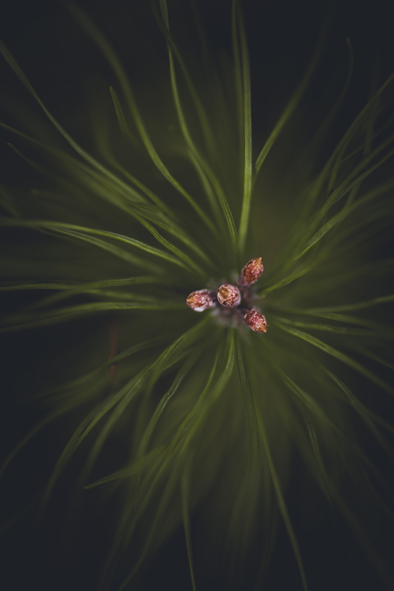 Nature Vision