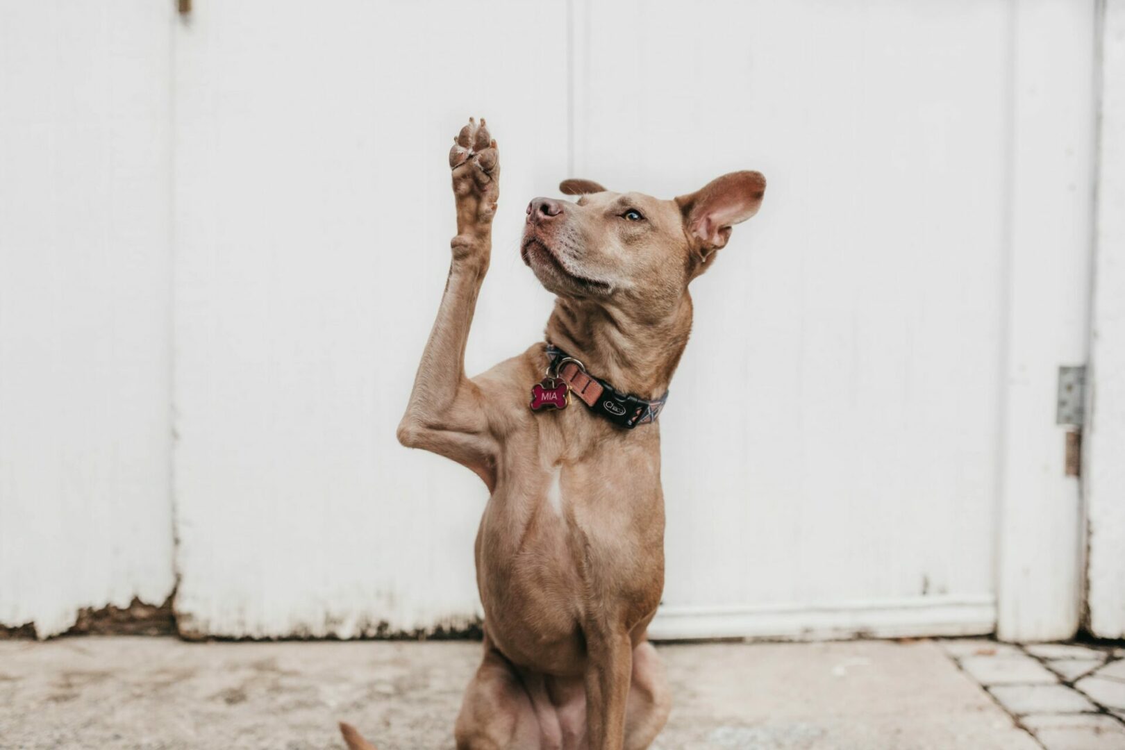 How to fix dog scratches on a wood
door