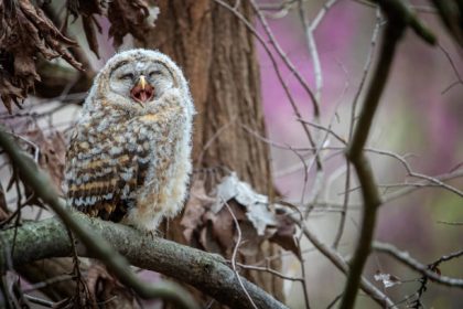 Barred owl westferry times