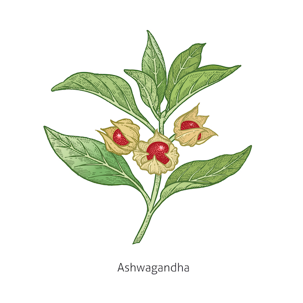 ashwagandha