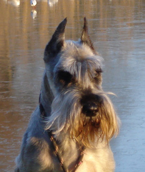 Wheatenlove schnauzer Roef