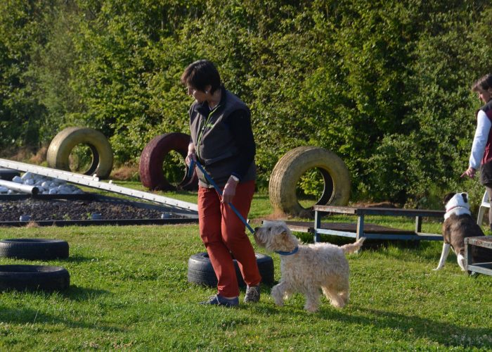 Irish softcoated wheaten gehoorzaamheid obedience