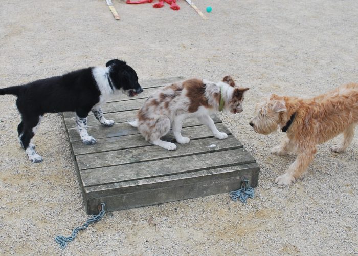 Wheatenlove Naughty Norah spelen met andere honden