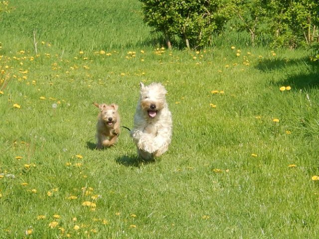 Terrier Irlandais à poil doux