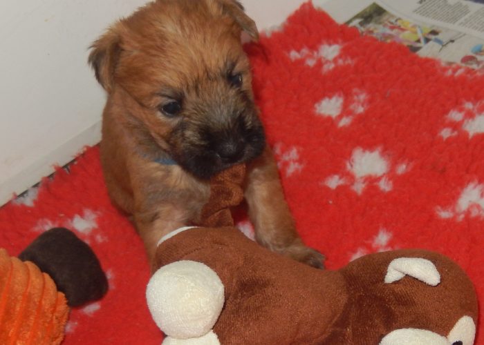 Bruine vacht Irish softcoated wheaten terrier