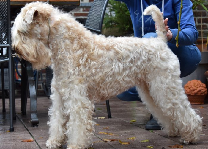 Wheatenlove Naughty Norah