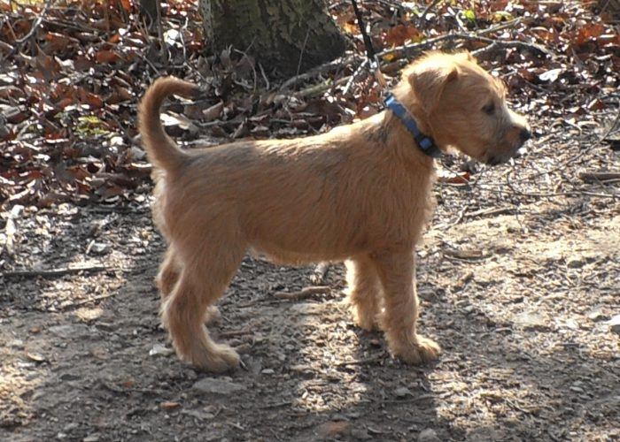 Wheatenlove Naughty Norah acht weken