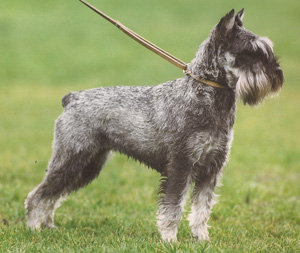 Van Katzenthal Vaya Schnauzer