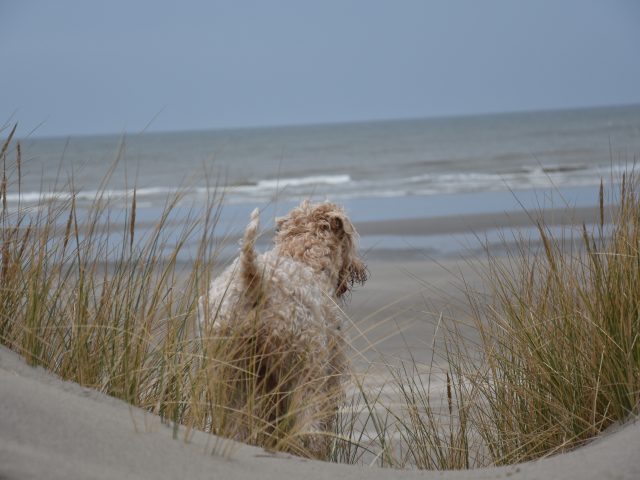 Irish softcoated wheaten terriër fokker