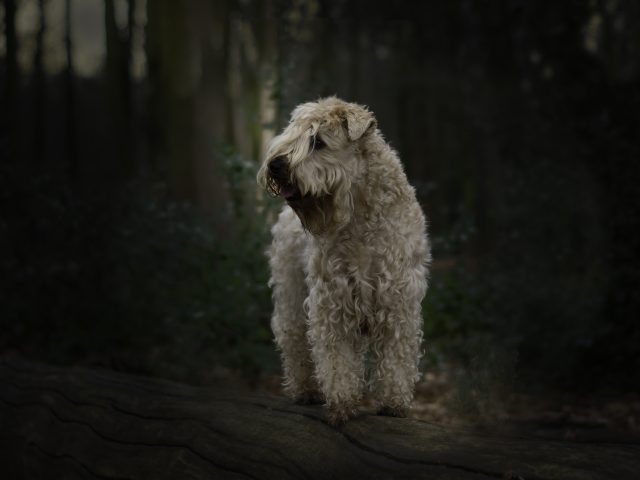 Wheaten fotomodel