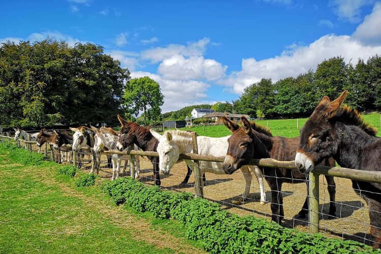 Taymar Donkey Park