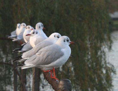 Urban Birding, Stadgraven, København