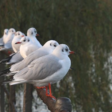 Urban Birding, Stadgraven, København