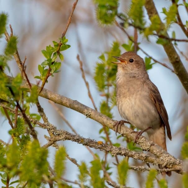 The thrush nightingale - male bird at the wet fields in spring