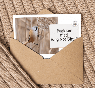 Giv en fugletur i gave.