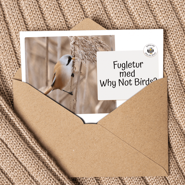 Giv en fugletur i gave.