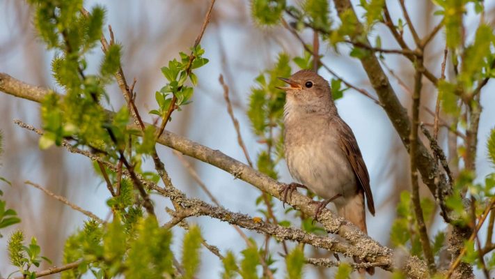 The thrush nightingale - male bird at the wet fields in spring