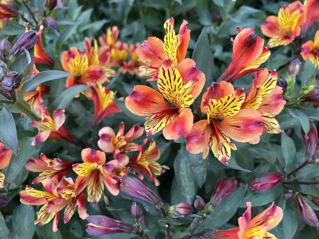 Red, orange and yellow colour flowers