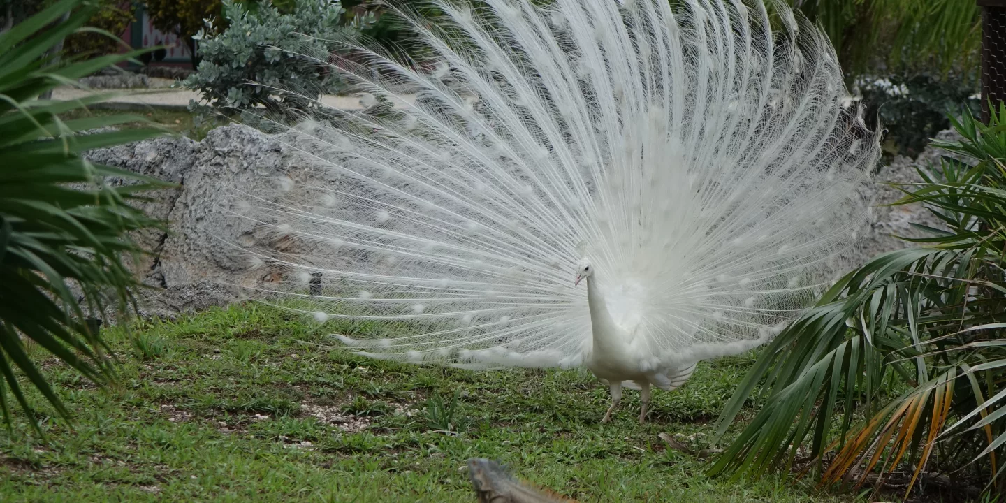 white peacock with spread feathers