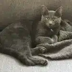 Grey cat sitting on grey sofa