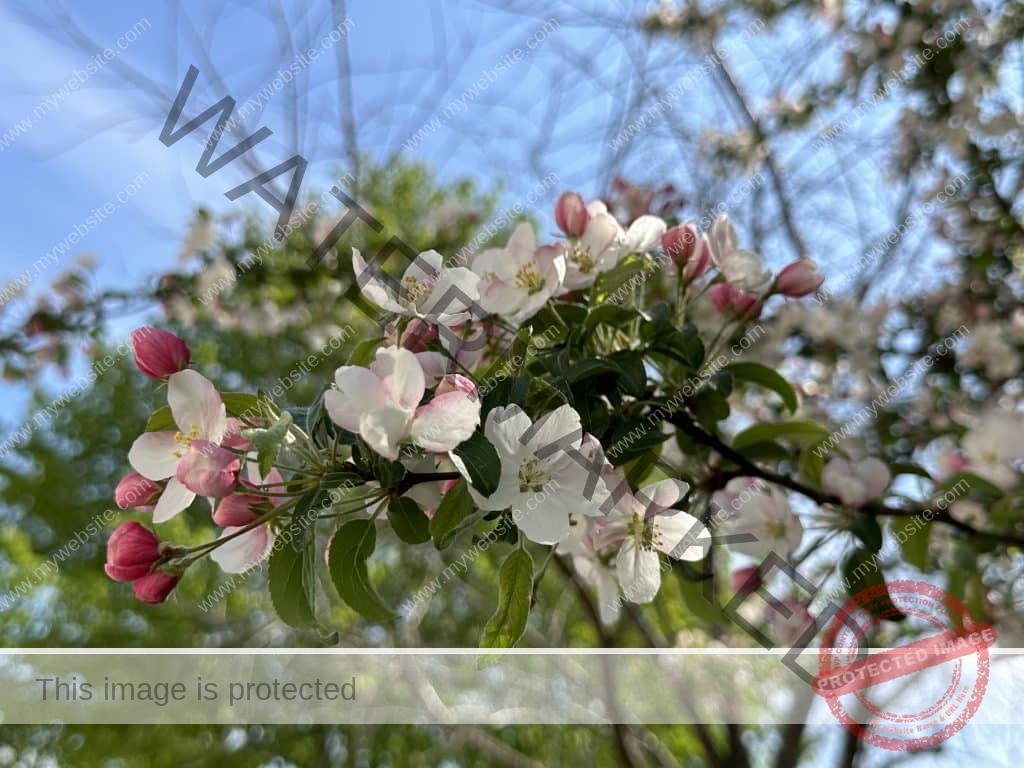 Tree branch with red and white flowers