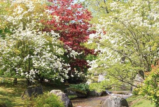 Japanse tuin - Hasselt