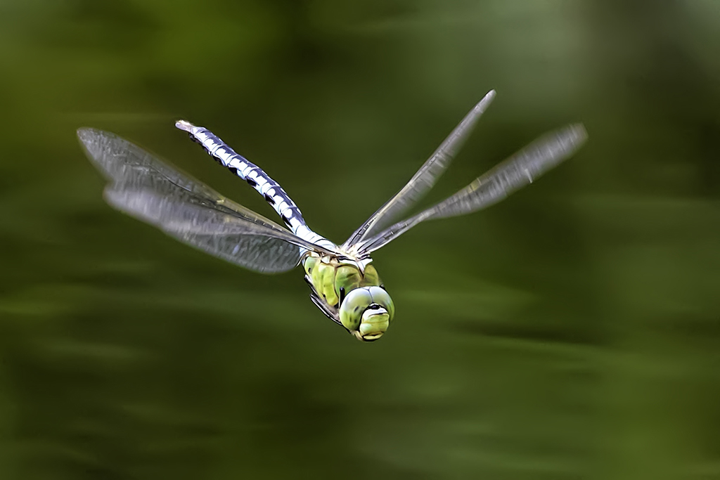 Libellen in de vrije natuur fotograferen