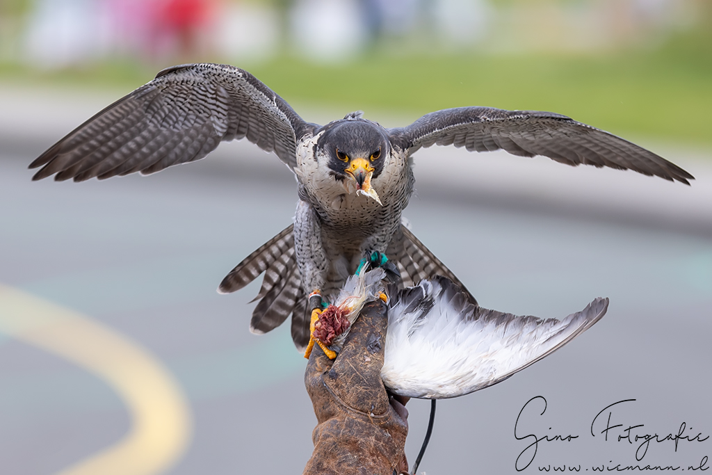 Roofvogel demonstratie Marsdijk - © Gino Wiemann