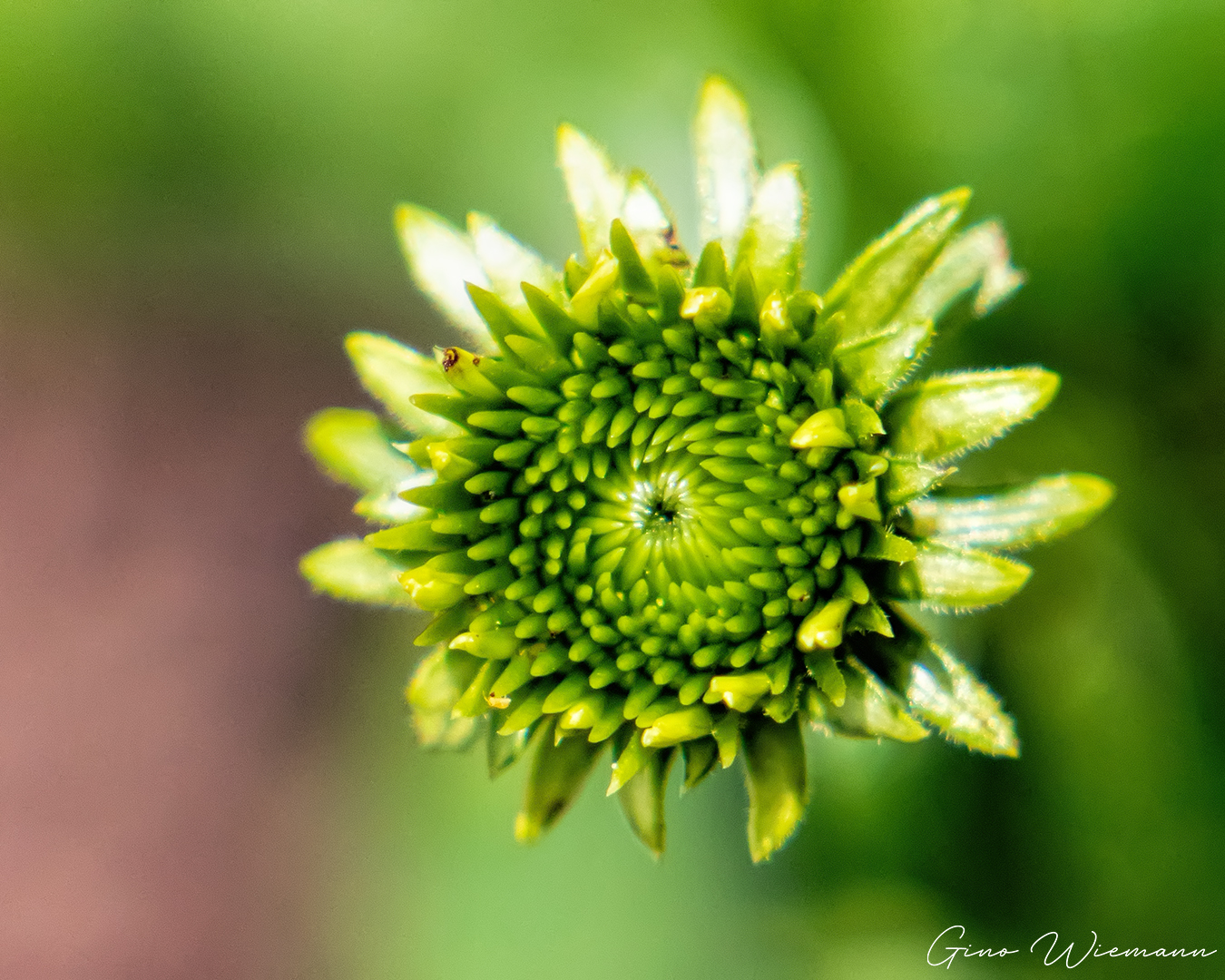 Natuurfotografie - © Gino Wiemann