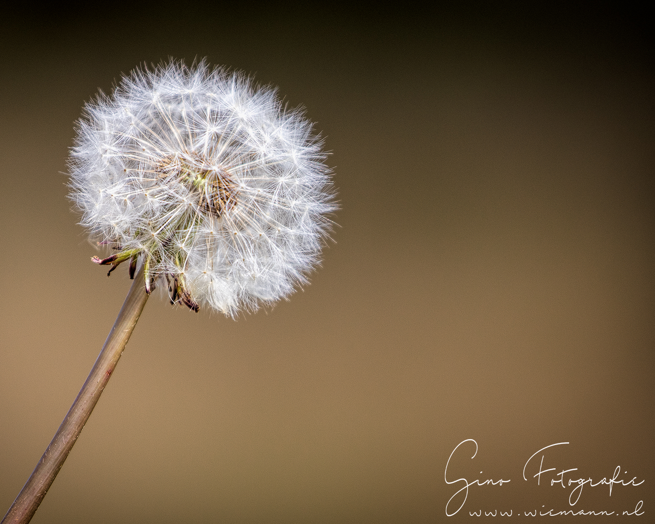 Natuurfotografie - © Gino Wiemann