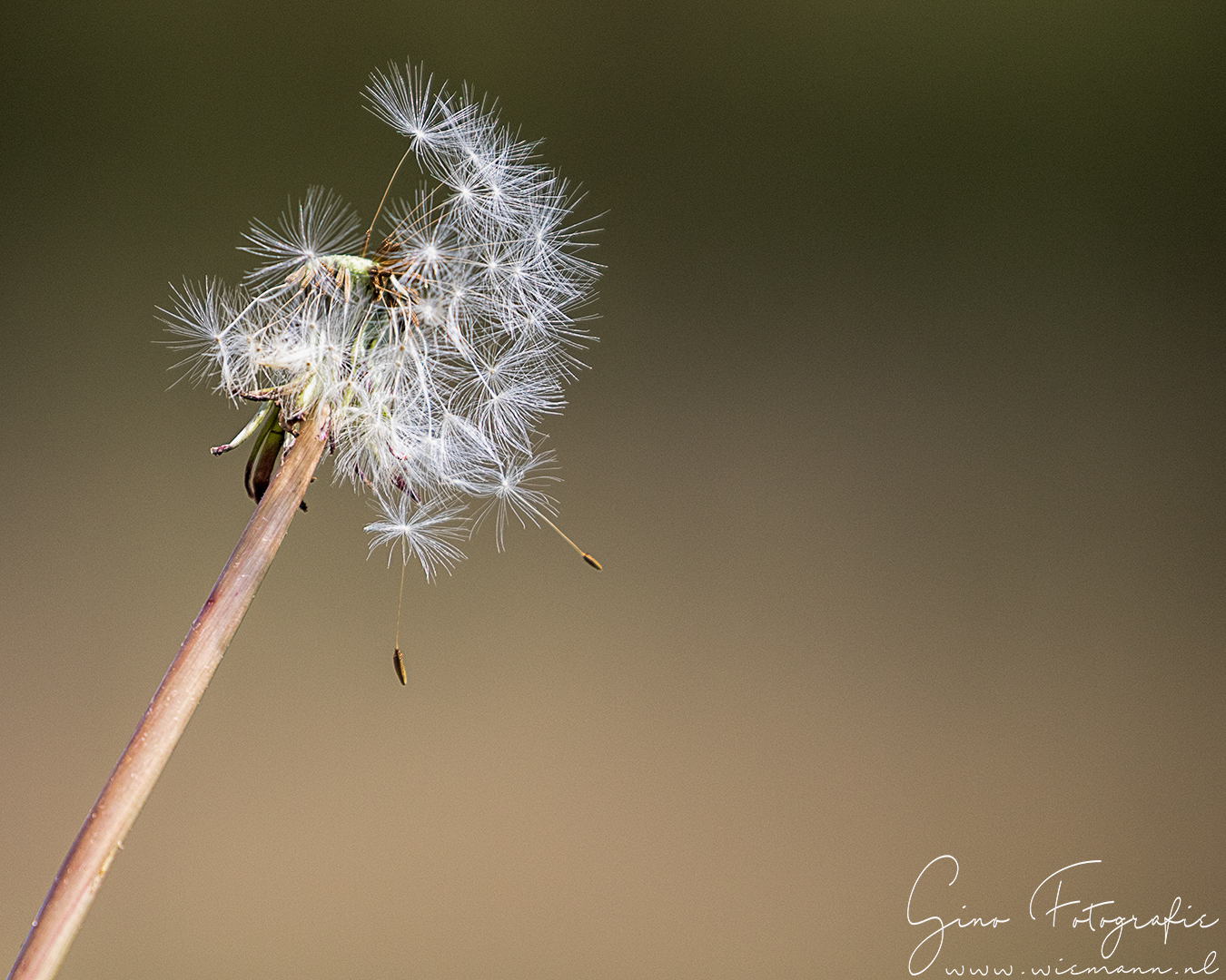 Natuurfotografie - © Gino Wiemann