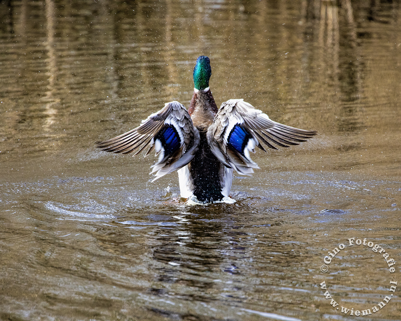 Natuurfotografie - © Gino Wiemann