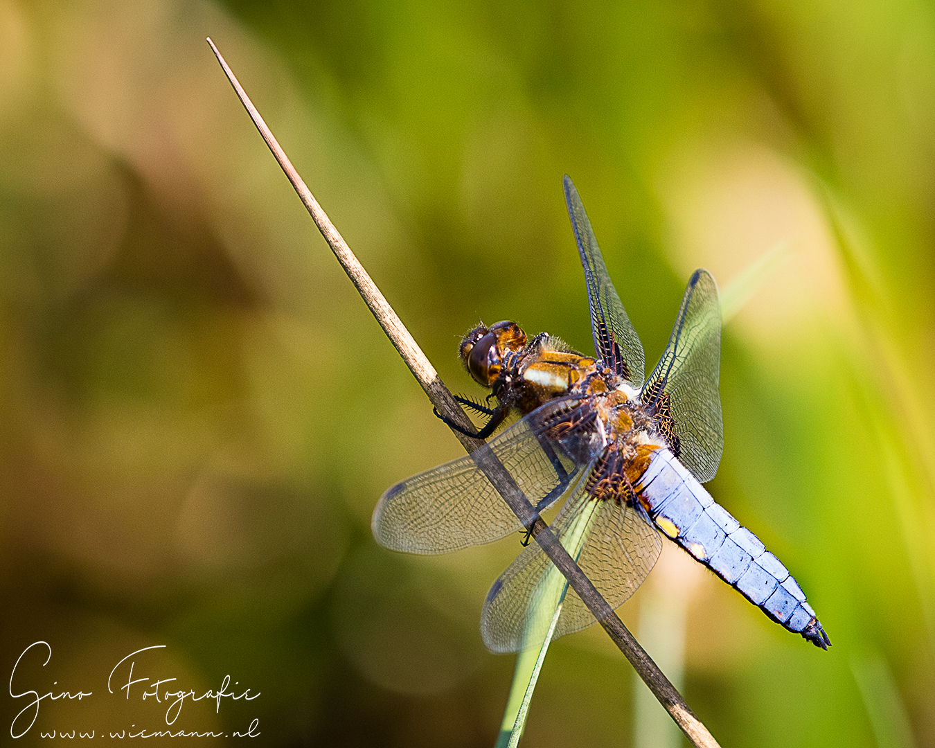 Libellen fotograferen - © Gino Wiemann