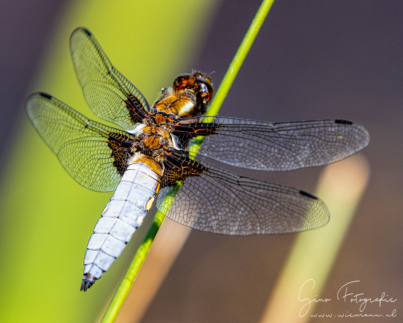 Libellen fotograferen - © Gino Wiemann