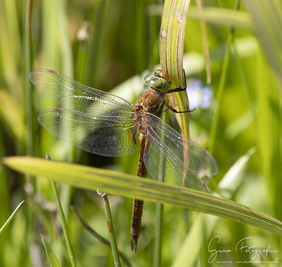 Libellen fotograferen - © Gino Wiemann