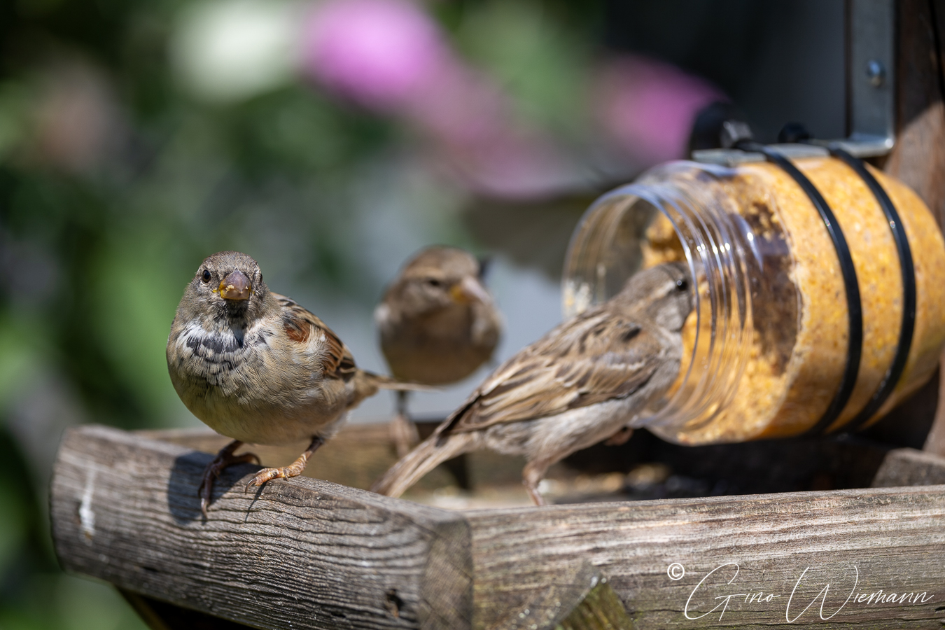 Musjes bij pindakaas voederbakje - © Gino Wiemann