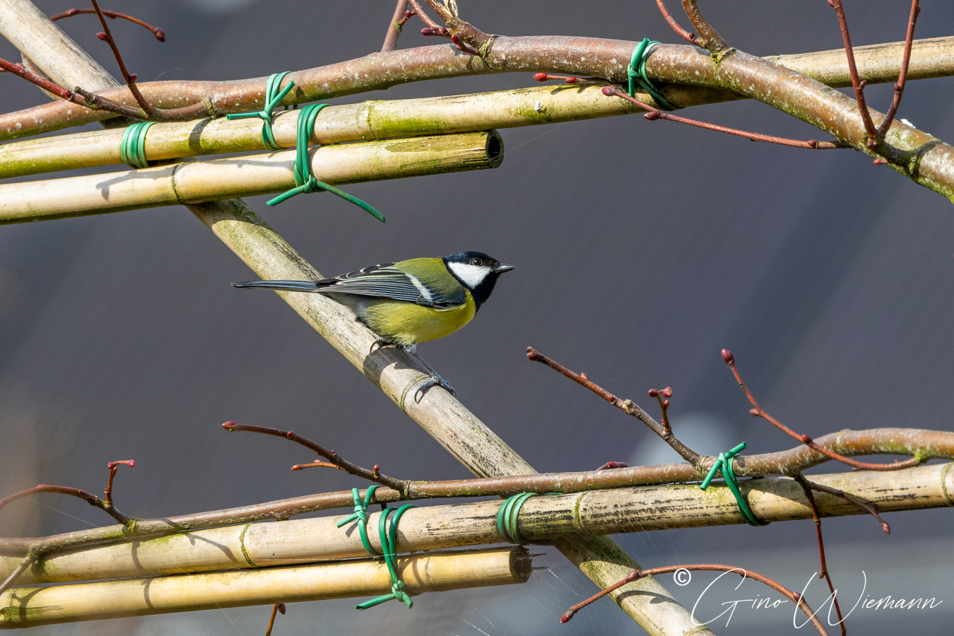 Koolmeesje op bamboe - © Gino Wiemann