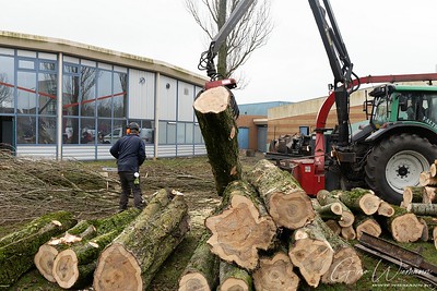 Bomen kappen bij De Dissel 13 januari 2020