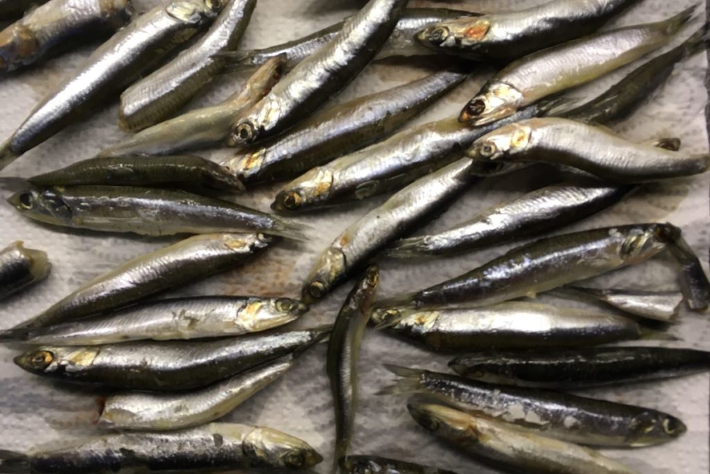 Panfried anchovy Panfried anchovy Title wilfriedscooking